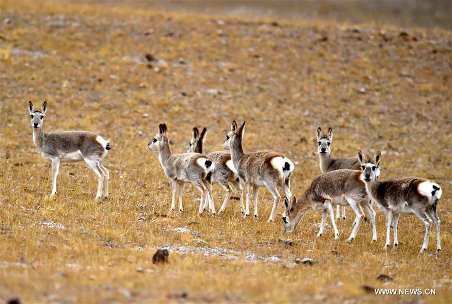 CHINA-TIBET-SHUANGHU COUNTY-ECOLOGY-WILDLIFE (CN)