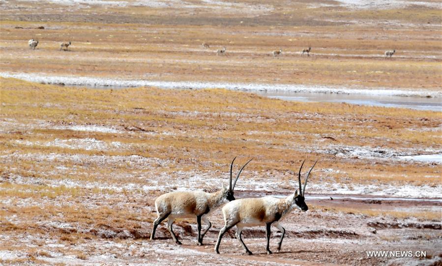 CHINA-TIBET-SHUANGHU COUNTY-ECOLOGY-WILDLIFE (CN)