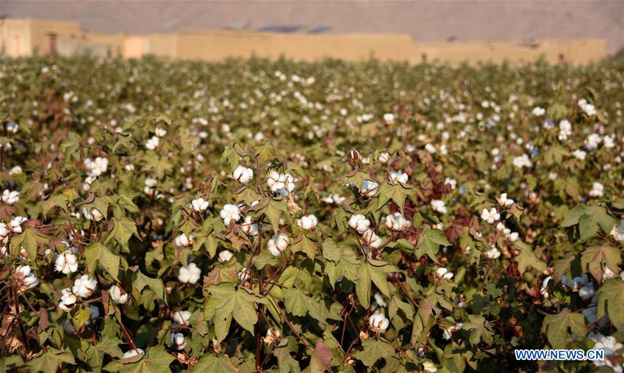 AFGHANISTAN-KANDAHAR-COTTON PLANTING