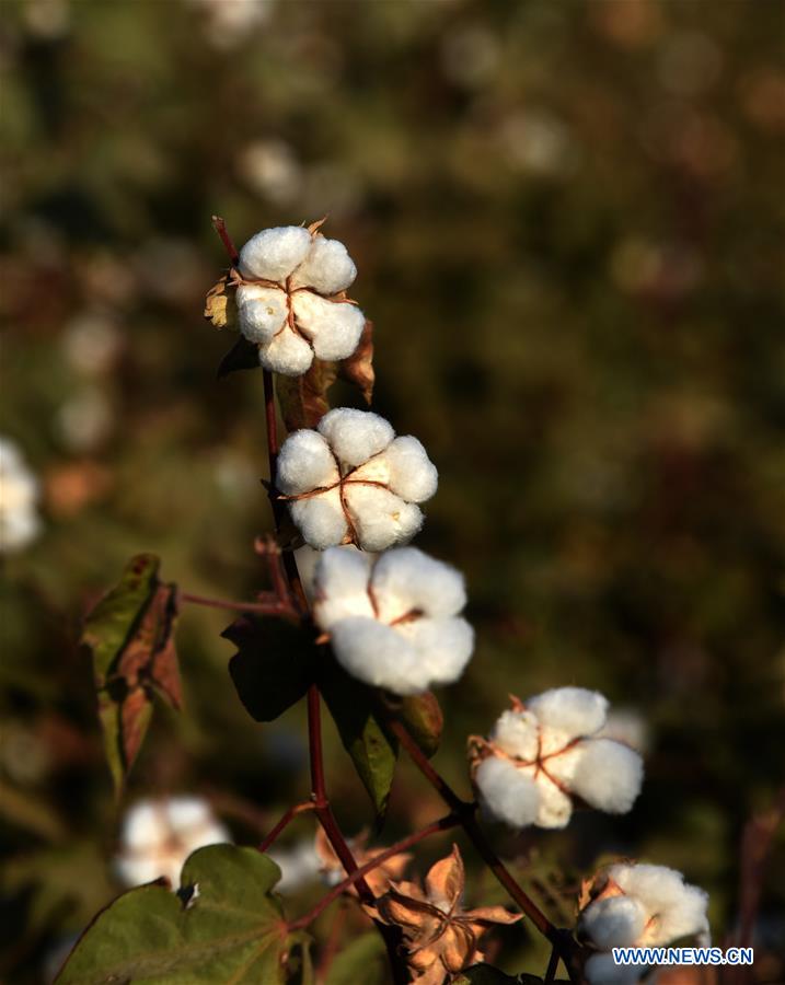 AFGHANISTAN-KANDAHAR-COTTON PLANTING