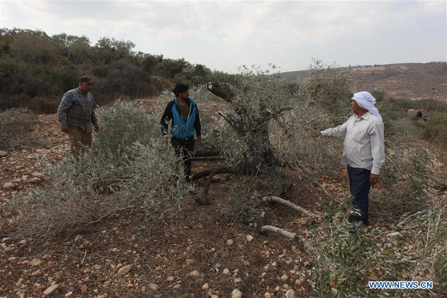 MIDEAST-NABLUS-PALESTINIAN FARMERS-CONFLICT-ECONOMIC LOSS