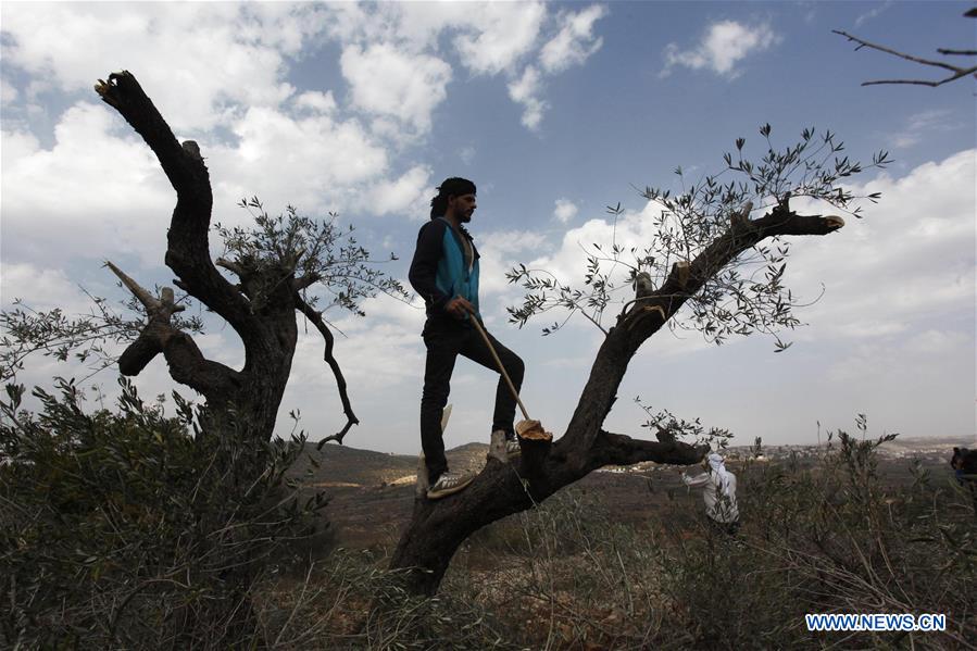 MIDEAST-NABLUS-PALESTINIAN FARMERS-CONFLICT-ECONOMIC LOSS