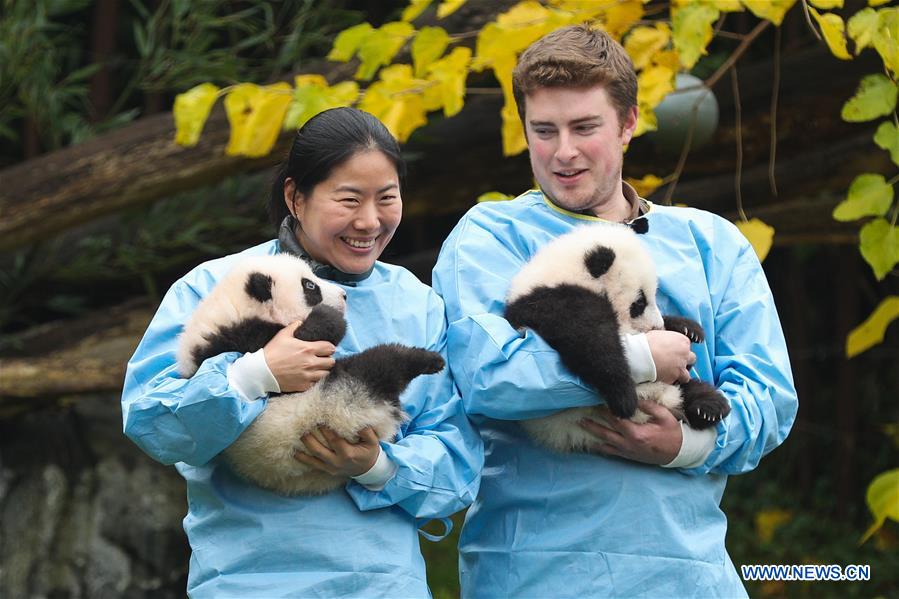 BELGIUM-BRUGELETTE-PAIRI DAIZA-ZOO-PANDA TWINS-OFFICIAL NAME