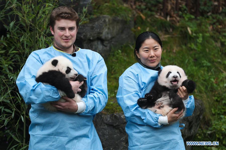 BELGIUM-BRUGELETTE-PAIRI DAIZA-ZOO-PANDA TWINS-OFFICIAL NAME