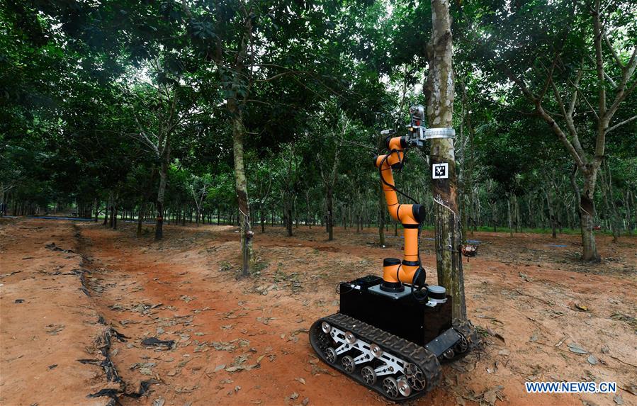 Robot starts on-site rubber tapping 