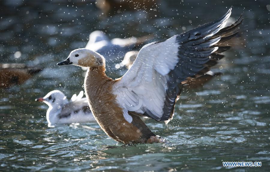 CHINA-TIBET-LHASA-BIRDS (CN)