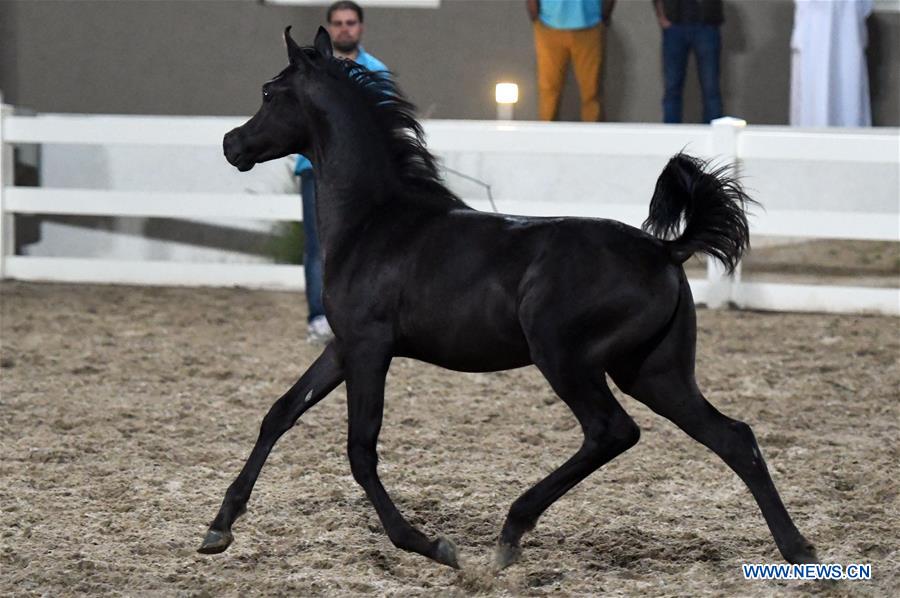 KUWAIT-MUBARAK AL-KABEER GOVERNORATE-ARABIAN HORSES-AUCTION