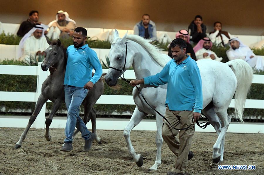 KUWAIT-MUBARAK AL-KABEER GOVERNORATE-ARABIAN HORSES-AUCTION