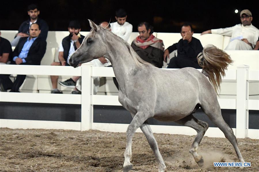 KUWAIT-MUBARAK AL-KABEER GOVERNORATE-ARABIAN HORSES-AUCTION