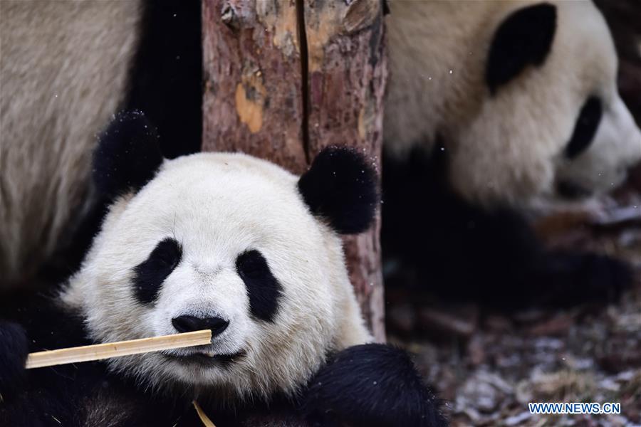 CHINA-QINGHAI-XINING-GIANT PANDA-SNOW (CN)