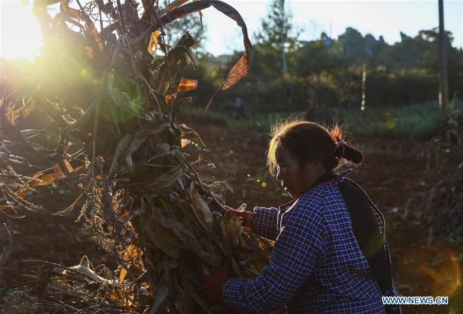 CHINA-YUNNAN-SHILIN-MORNING-FARM WORK (CN)