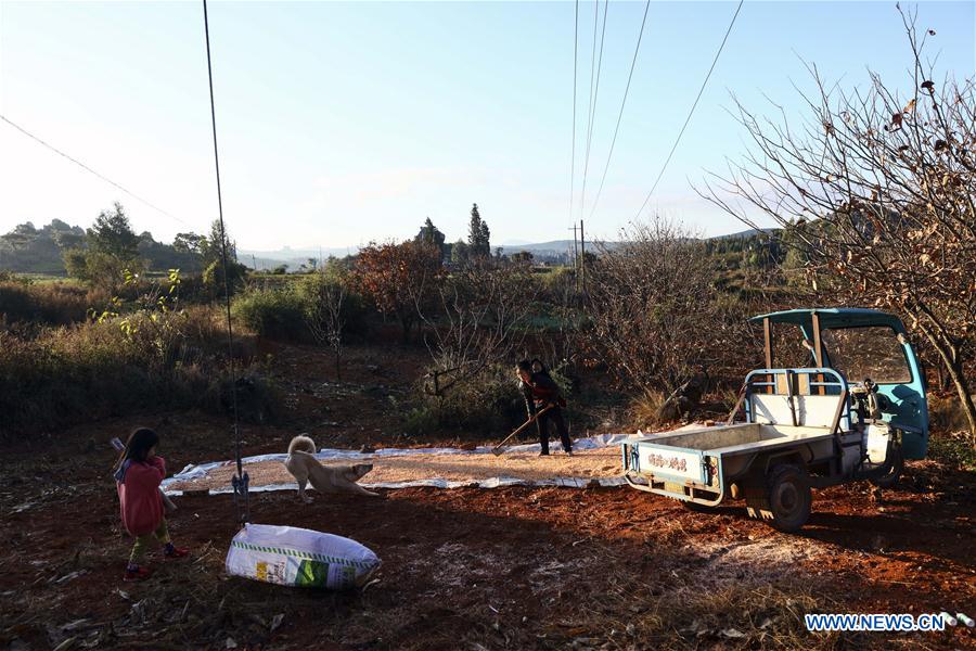 CHINA-YUNNAN-SHILIN-MORNING-FARM WORK (CN)