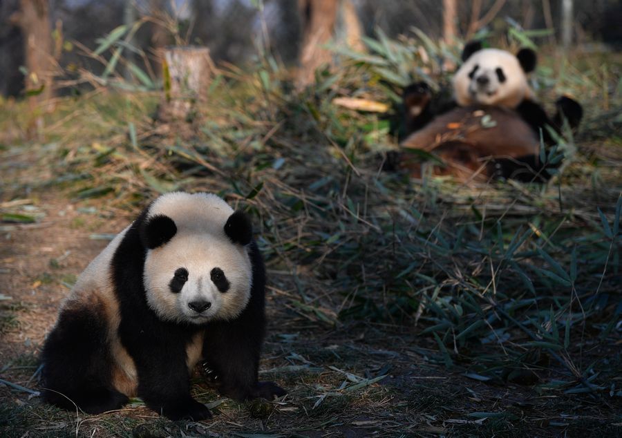 number-of-captive-pandas-worldwide-increases-to-600-xinhua-english-news-cn