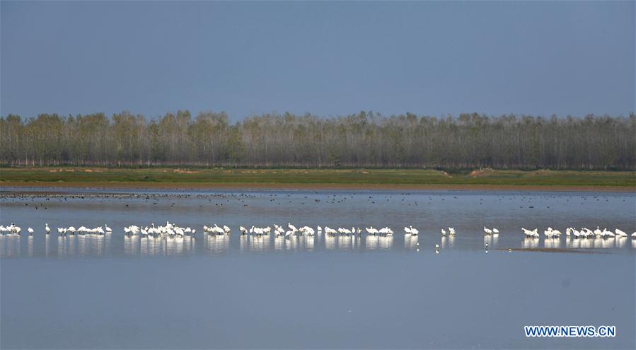 CHINA-HUNAN-DONGTING LAKE-MIGRANT BIRDS(CN)