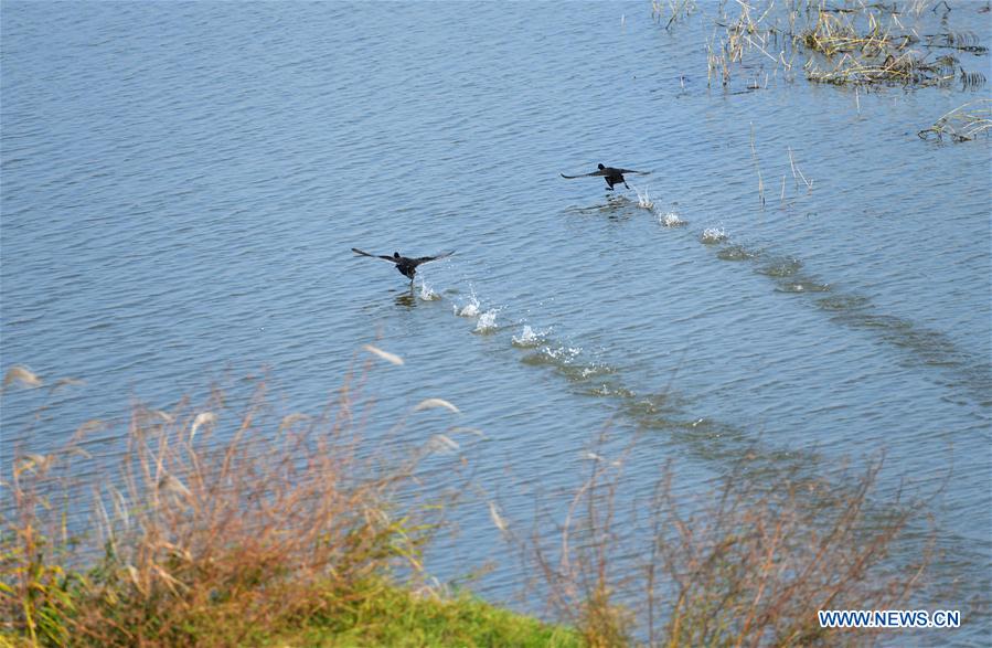 CHINA-HUNAN-DONGTING LAKE-MIGRANT BIRDS(CN)