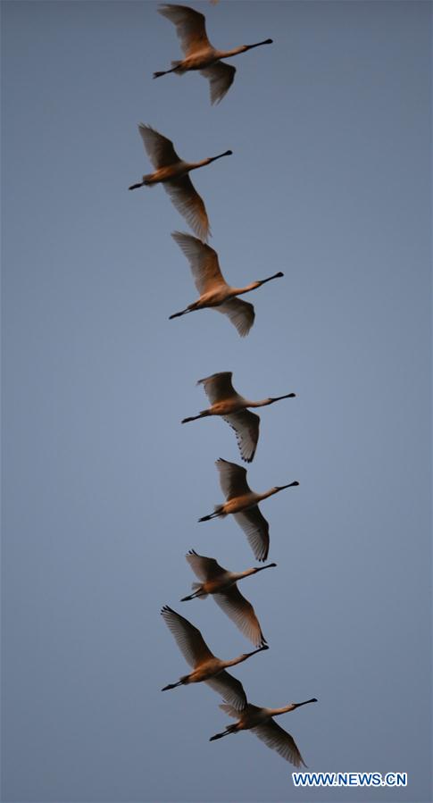 CHINA-HUNAN-DONGTING LAKE-MIGRANT BIRDS(CN)