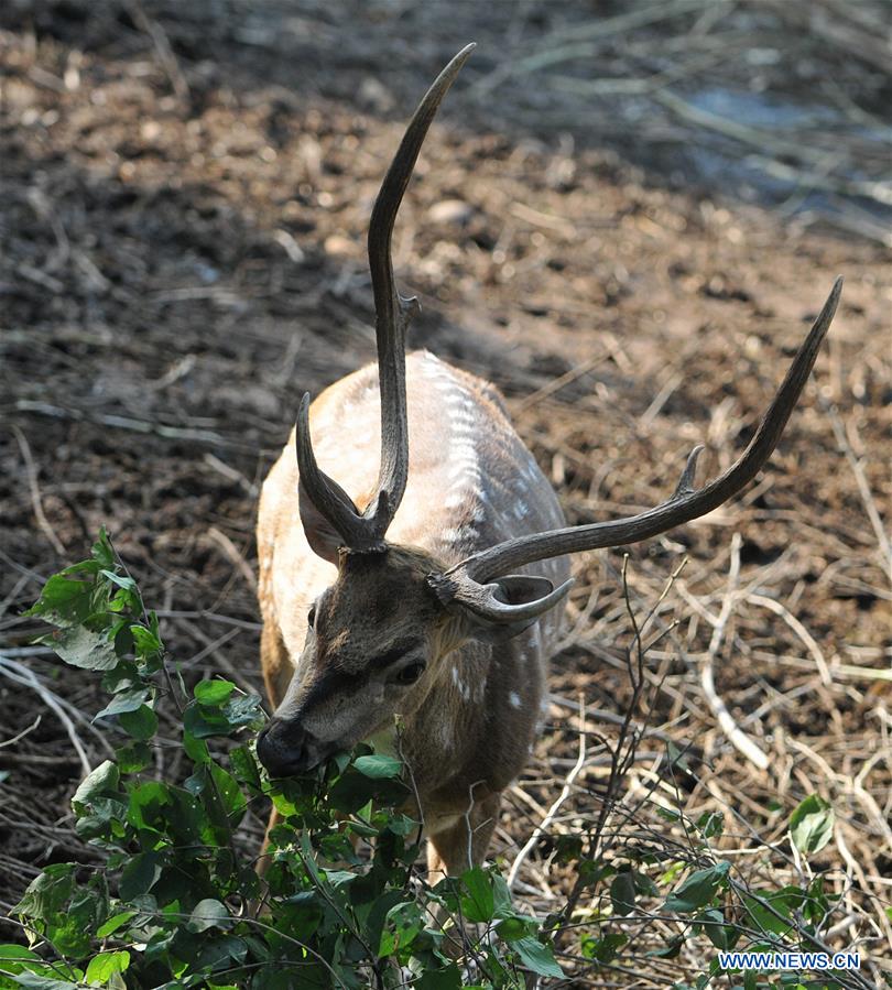 KASHMIR-JAMMU-WILDLIFE