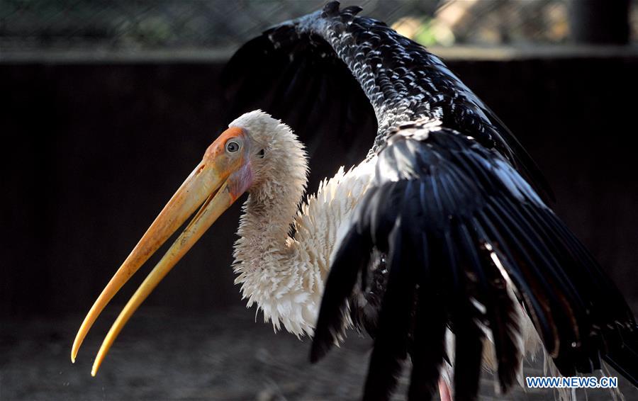 KASHMIR-JAMMU-WILDLIFE