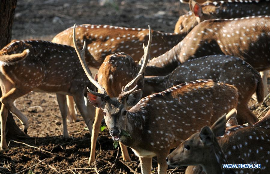 KASHMIR-JAMMU-WILDLIFE