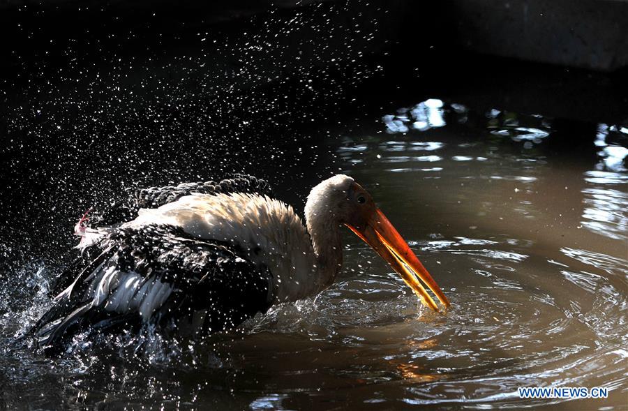 KASHMIR-JAMMU-WILDLIFE