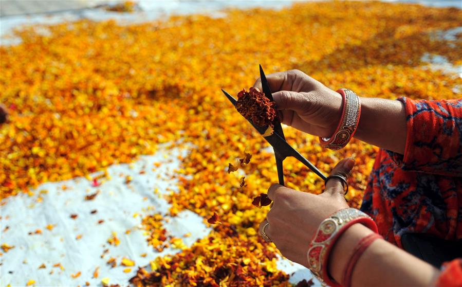 KASHMIR-JAMMU-INCENSE STICKS-MAKING