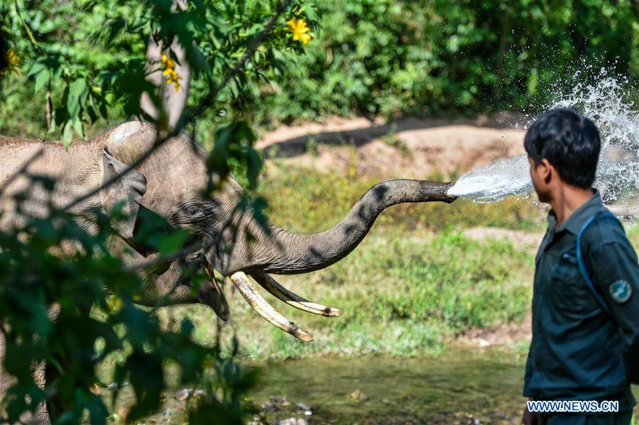 (FOCUS) CHINA-YUNNAN-XISHUANGBANNA-ASIAN ELEPHANT-CONSERVATION (CN)