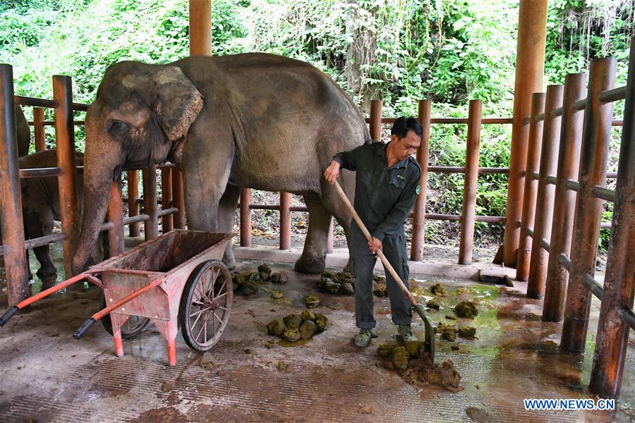 (FOCUS) CHINA-YUNNAN-XISHUANGBANNA-ASIAN ELEPHANT-CONSERVATION (CN)