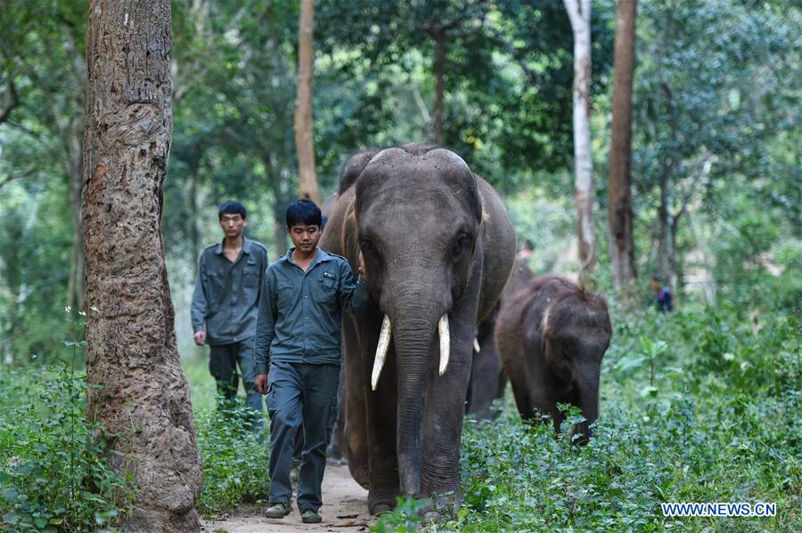 (FOCUS) CHINA-YUNNAN-XISHUANGBANNA-ASIAN ELEPHANT-CONSERVATION (CN)