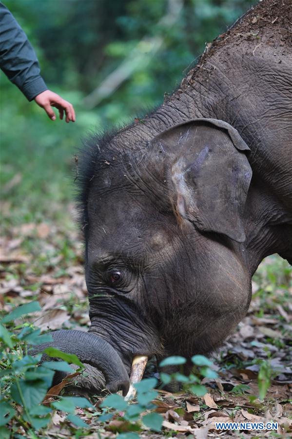 (FOCUS) CHINA-YUNNAN-XISHUANGBANNA-ASIAN ELEPHANT-CONSERVATION (CN)