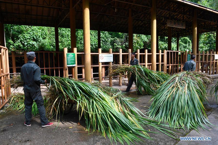 (FOCUS) CHINA-YUNNAN-XISHUANGBANNA-ASIAN ELEPHANT-CONSERVATION (CN)