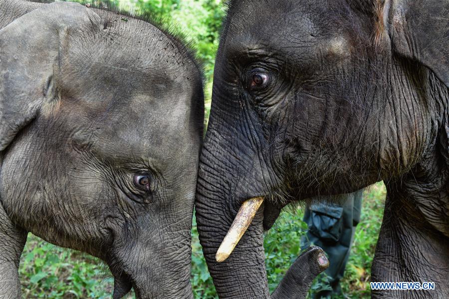 (FOCUS) CHINA-YUNNAN-XISHUANGBANNA-ASIAN ELEPHANT-CONSERVATION (CN)