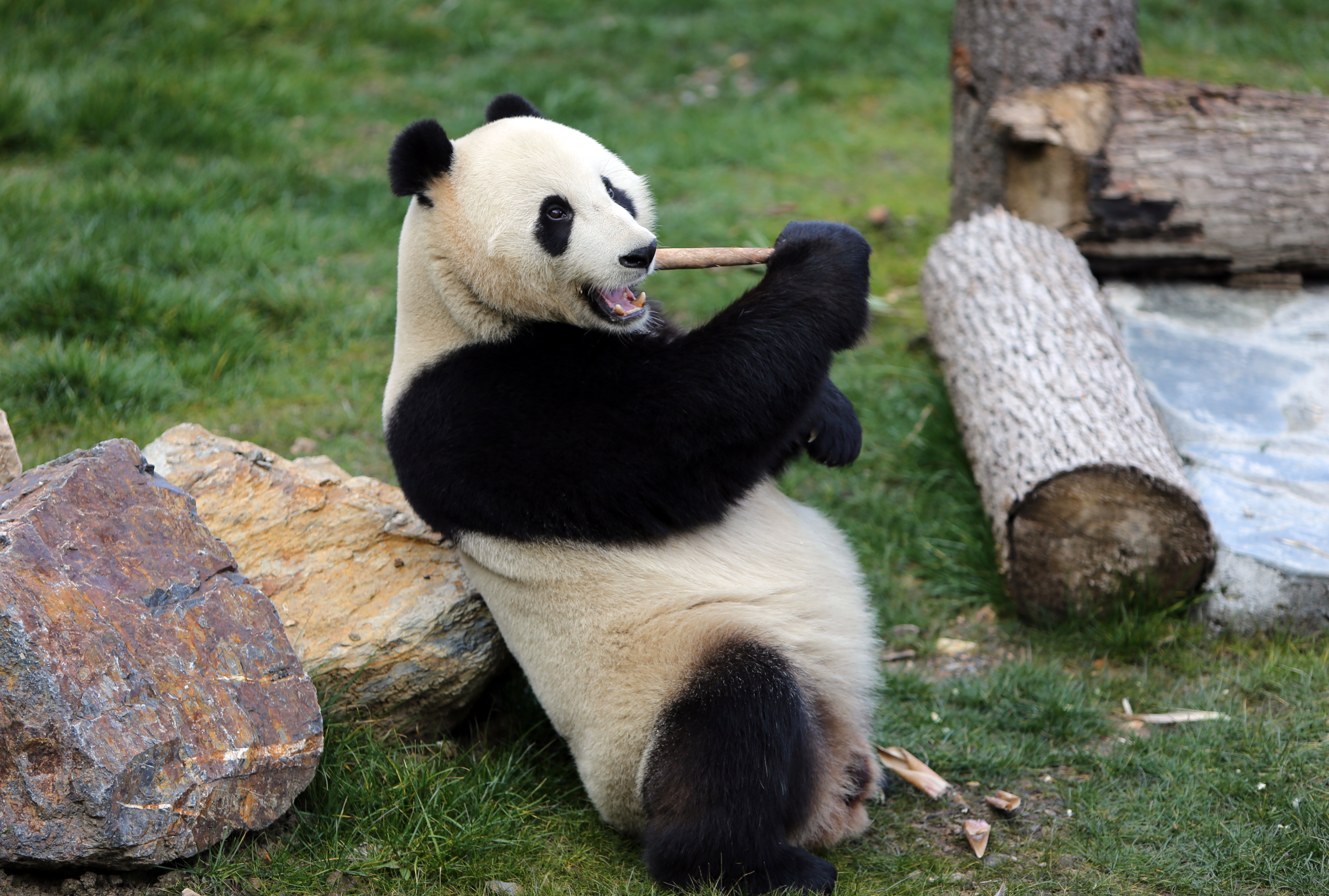 Giant Pandas To Be Released Into Wild Outside Sichuan For First Time Xinhua English news cn