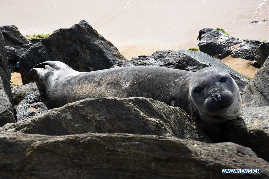 SRI LANKA-COLOMBO-ELEPHANT SEAL