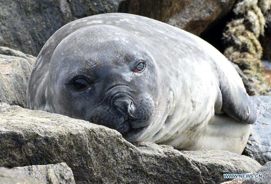 SRI LANKA-COLOMBO-ELEPHANT SEAL