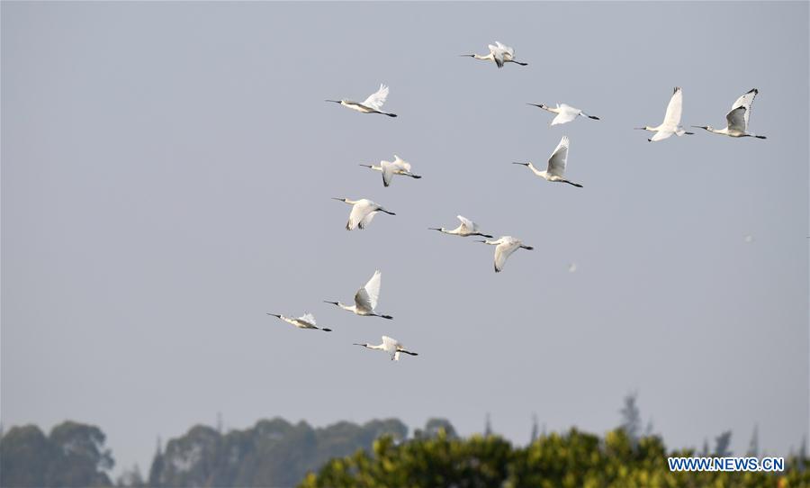 CHINA-HAINAN-MIGRATORY BIRDS (CN)