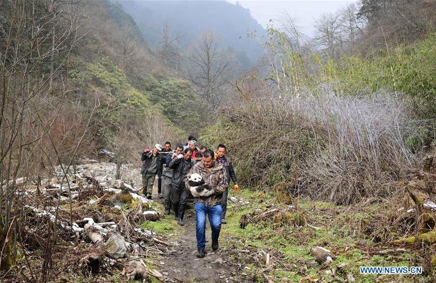 CHINA-SICHUAN-WOLONG-PANDA MOTHER-RETURN (CN)