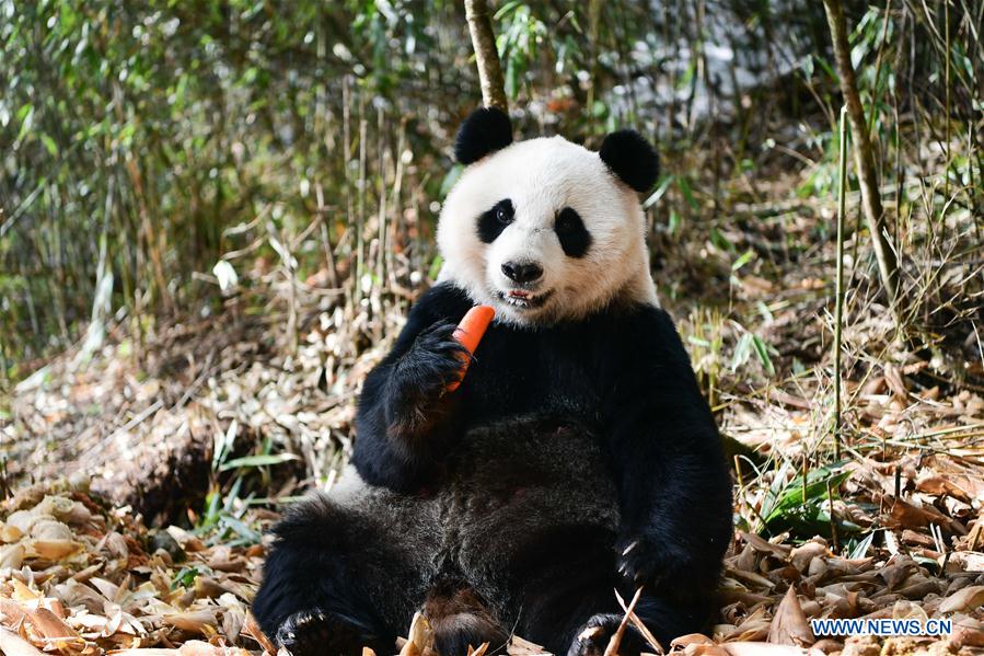 CHINA-SICHUAN-WOLONG-PANDA MOTHER-RETURN (CN)