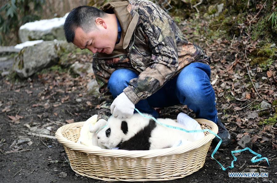 CHINA-SICHUAN-WOLONG-PANDA MOTHER-RETURN (CN)