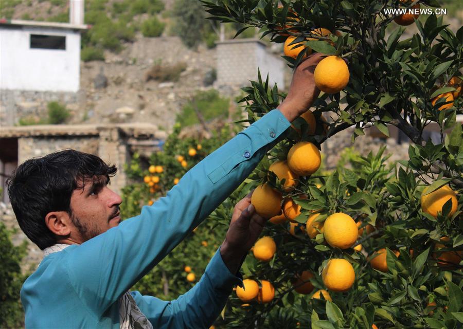 AFGHANISTAN-KUNAR-ORANGE GARDEN