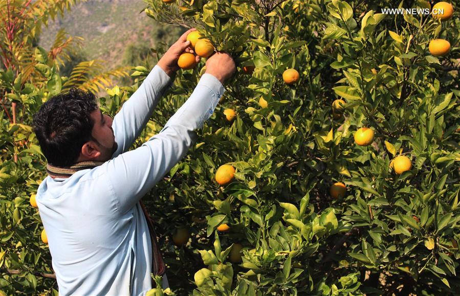 AFGHANISTAN-KUNAR-ORANGE GARDEN