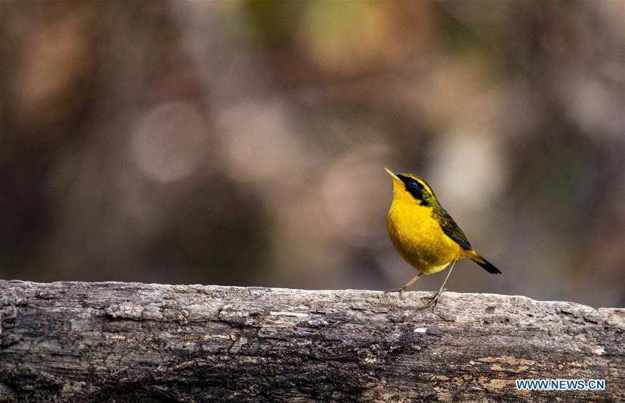 CHINA-YUNNAN-SANHE-BIRD WATCHING-POVERTY ALLEVIATION (CN)