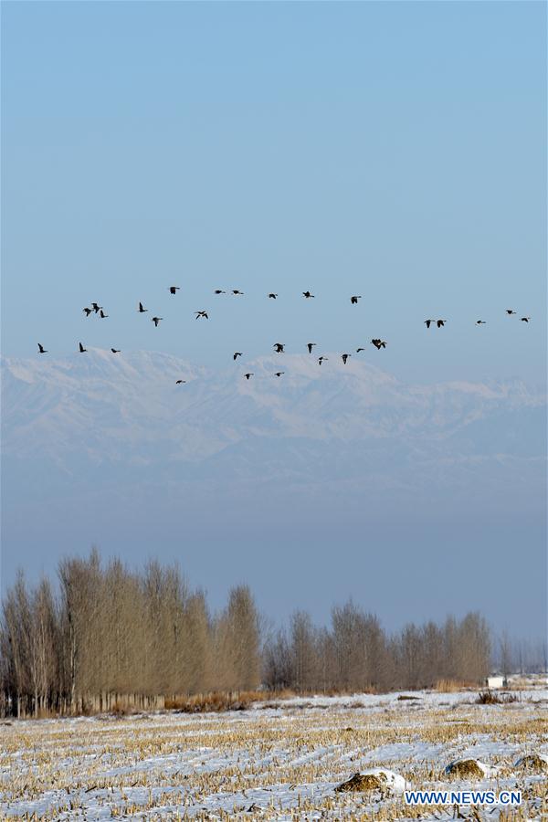 CHINA-XINJIANG-QAPQAL-MIGRANT BIRD (CN)