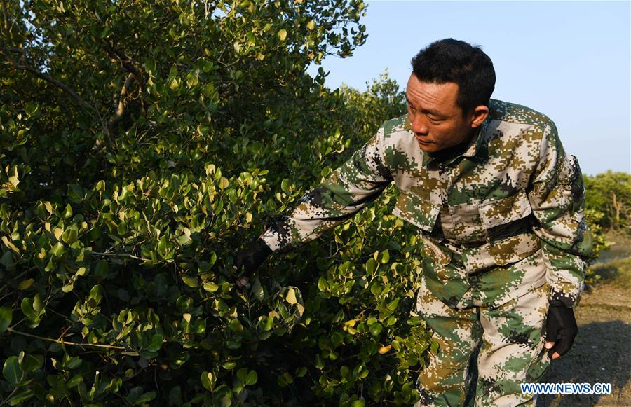 Danzhou City mangroves