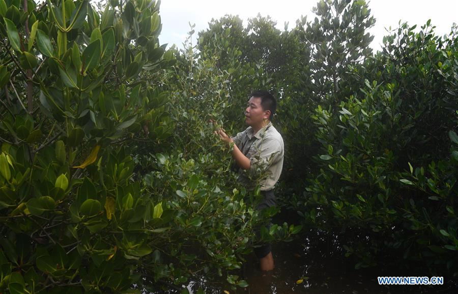 CHINA-HAINAN-MANGROVE RESERVE-GRASSROOT PERSONNEL(CN)