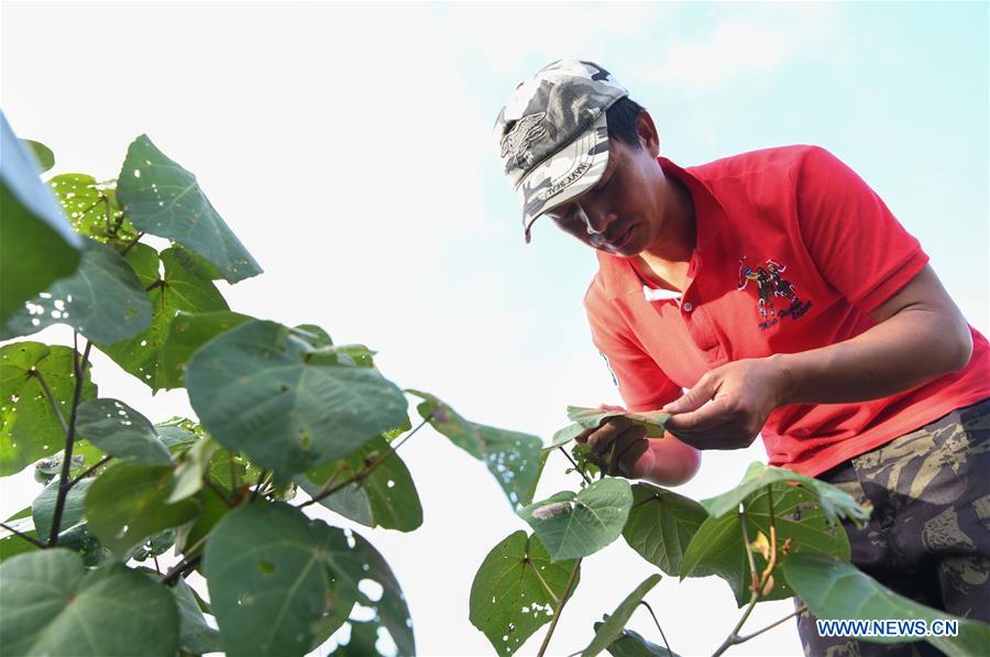 CHINA-HAINAN-MANGROVE RESERVE-GRASSROOT PERSONNEL(CN)