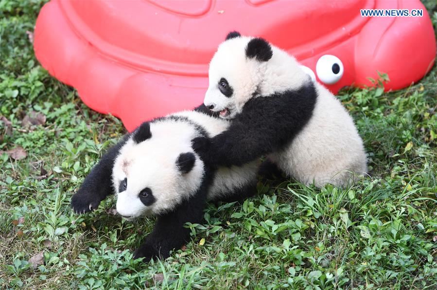 CHINA-CHONGQING-GIANT PANDA CUBS-CELEBRATION  (CN)