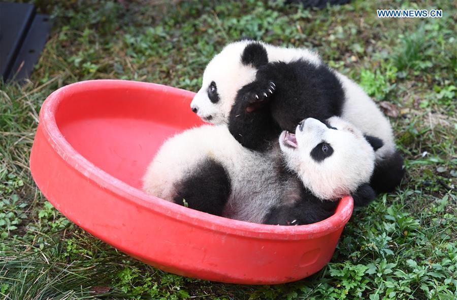 CHINA-CHONGQING-GIANT PANDA CUBS-CELEBRATION  (CN)