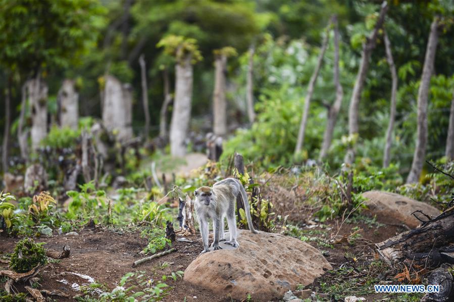 INDONESIA-ACEH-LONG TAILED MACAQUES