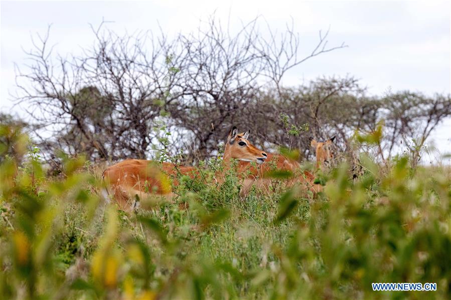 KENYA-NAIROBI-NATIONAL PARK-CHRISTMAS HOLIDAYS-TOURISTS