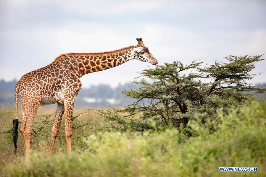 KENYA-NAIROBI-NATIONAL PARK-CHRISTMAS HOLIDAYS-TOURISTS